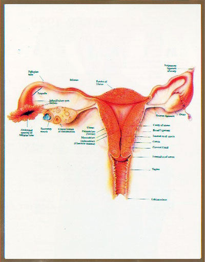 Dysmenorrhoea Amenorrhoea Menorrhagia Leucorrhoea Infertility